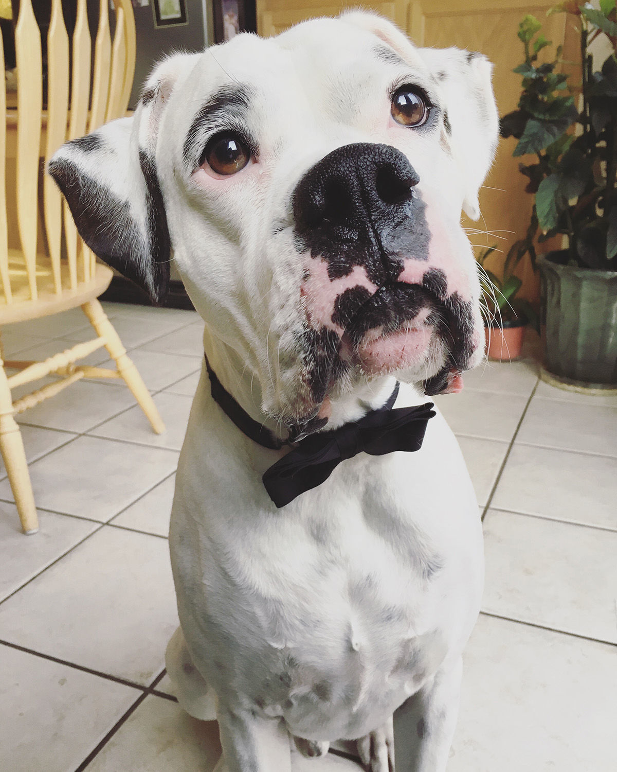 Pic of the Litter: Rocky